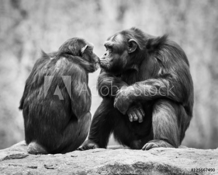 Picture of Chimpanzee Pair